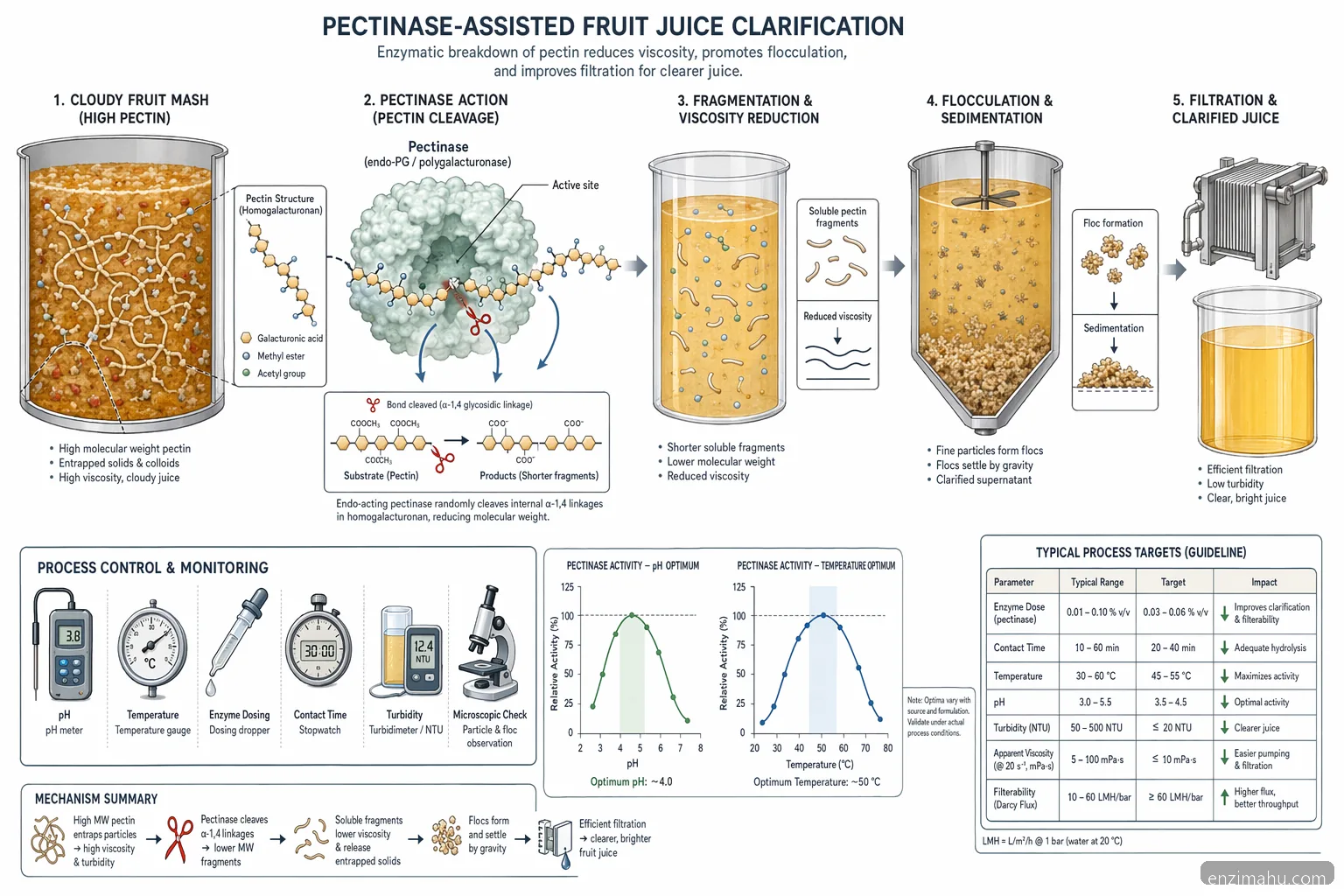 enzim for juice clarification pectinase mechanism, showing pectin breakdown to reduce viscosity and haze